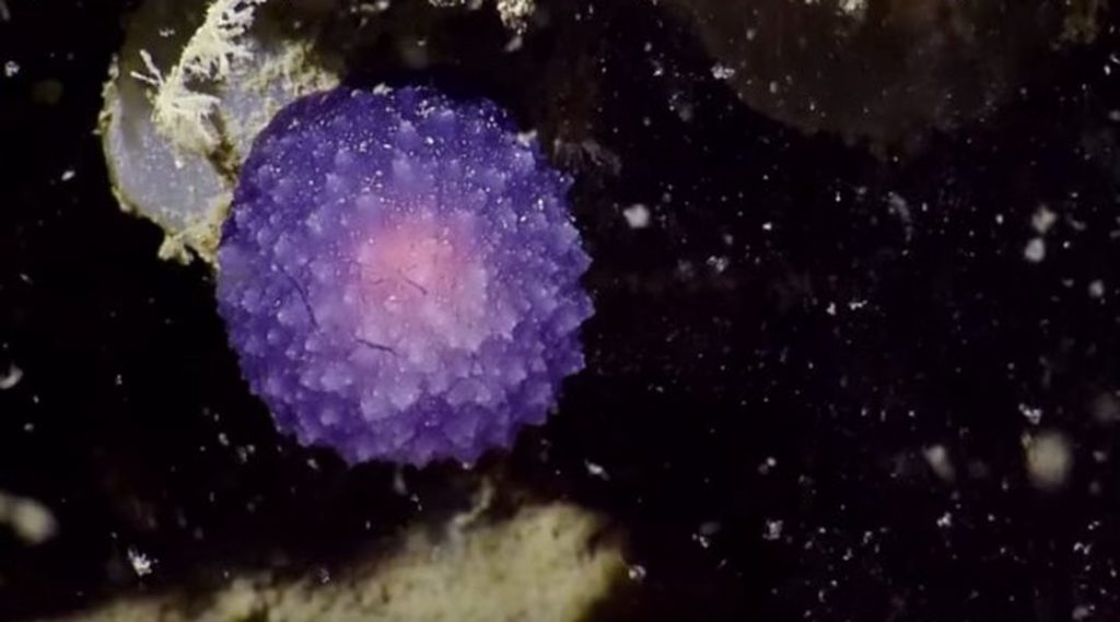 a small purple orb underwater, against a black background